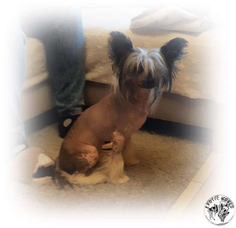 Dukat Exotic World FCI