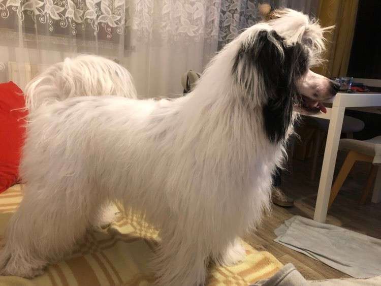 Diament Exotic World FCI