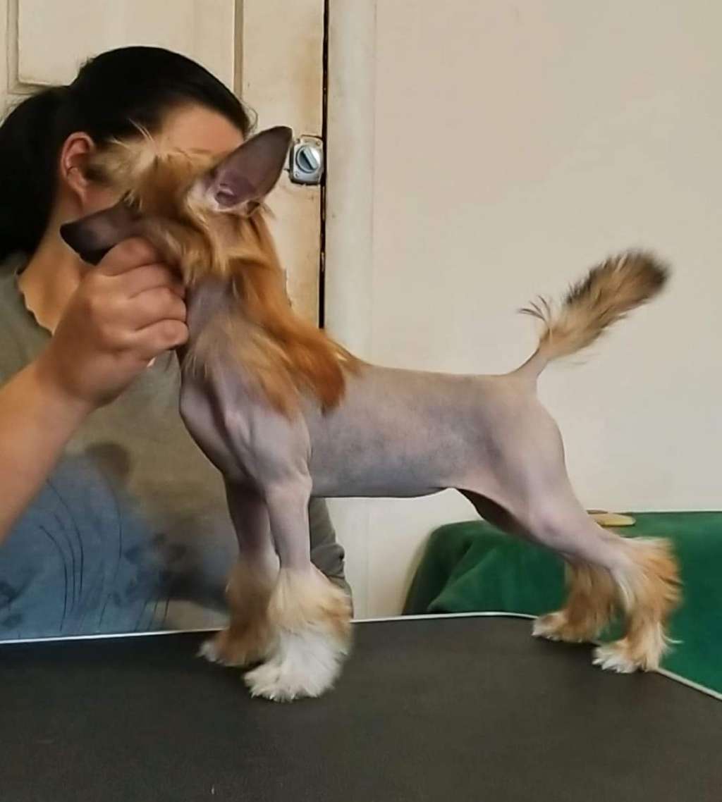 Kadaif Molosos Gratzi