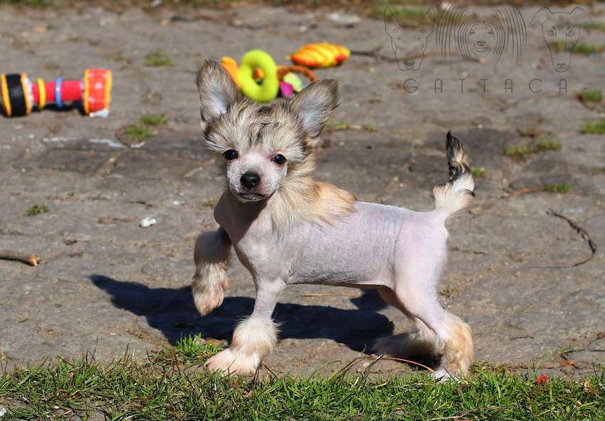 Ibiza Sunrise Gattaca