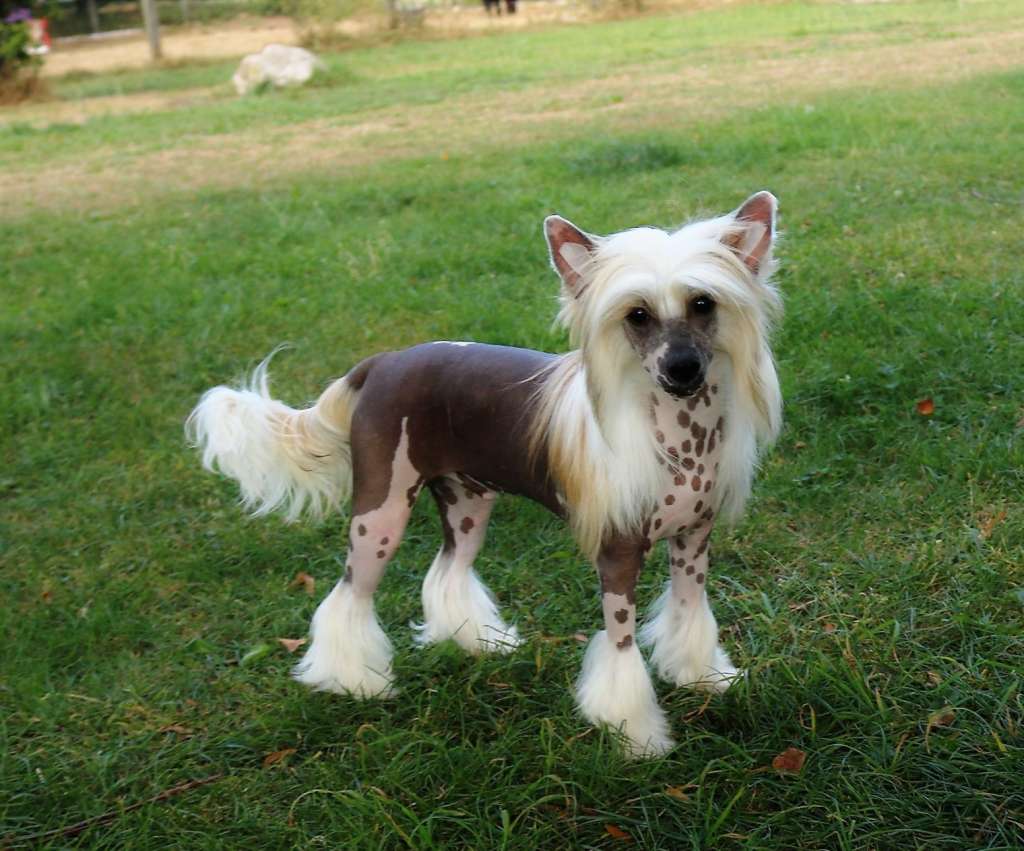 Be My Dog's Fun It You Won It