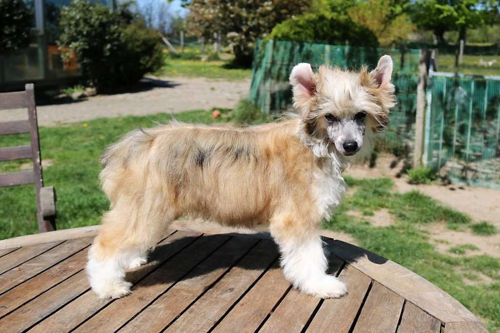 Be My Dog's Fishing For Compliments