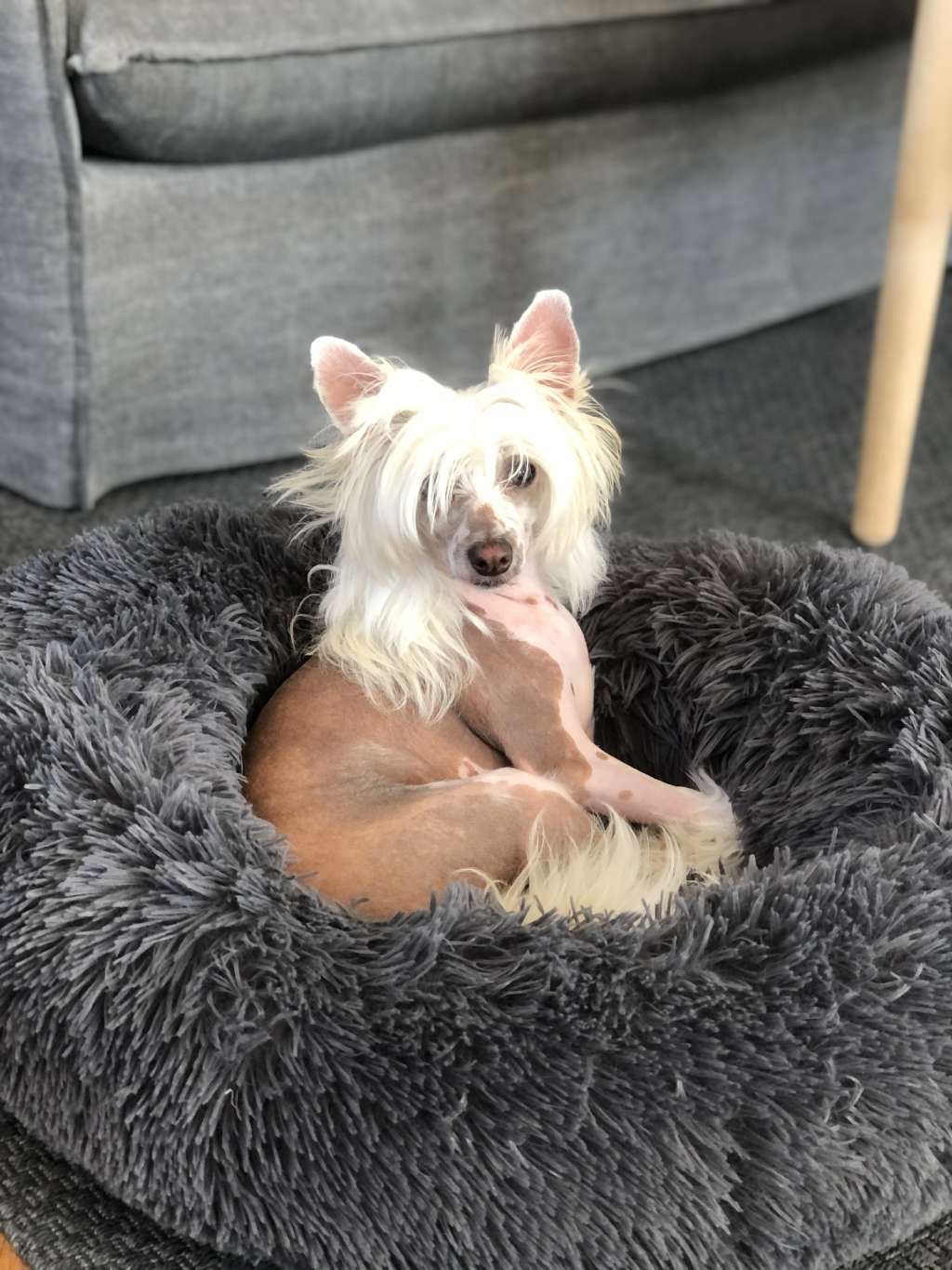 ChinoPata's Rent A Sandman