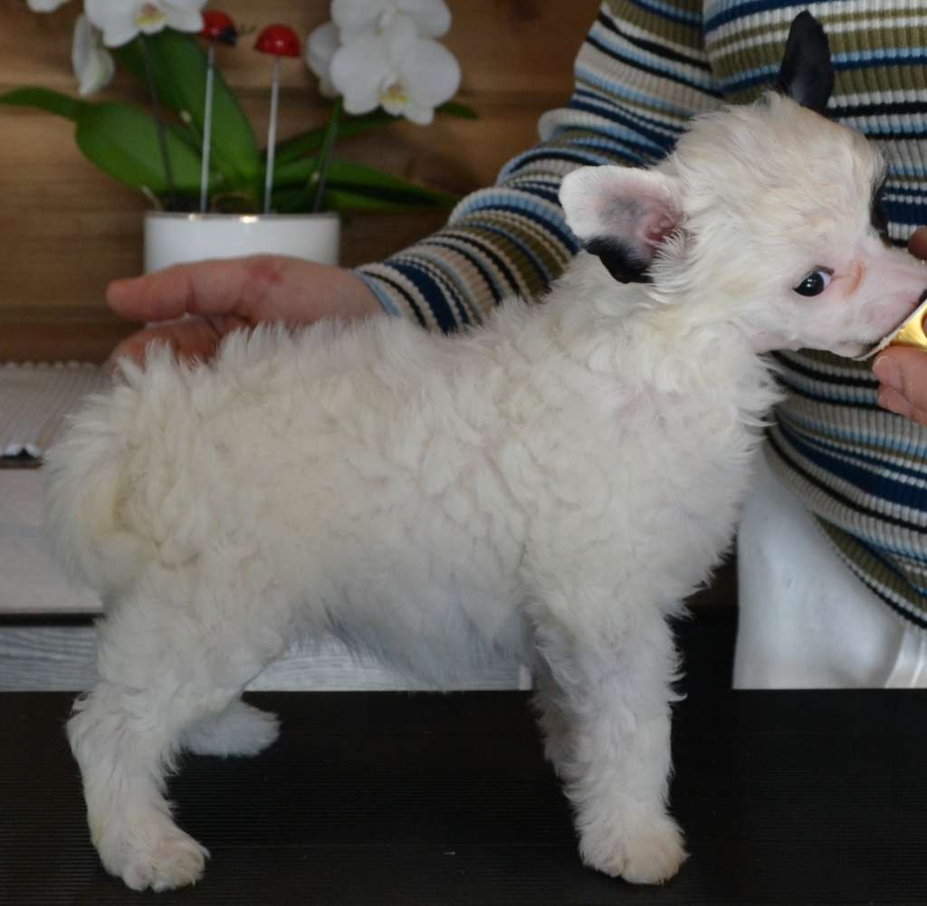 Aqua Lion's Elise Elli's 1