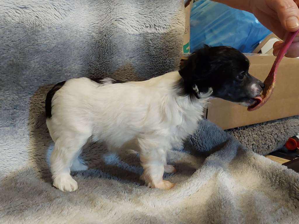 ChinoPata's Saffron Bun For Fun