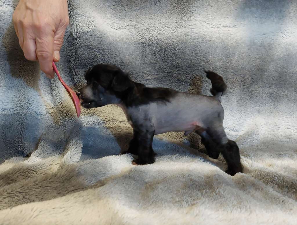 ChinoPata's Sir Hasty Pastry