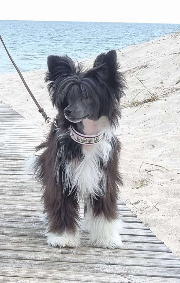 ChinoPata's Set The Biscuits Free