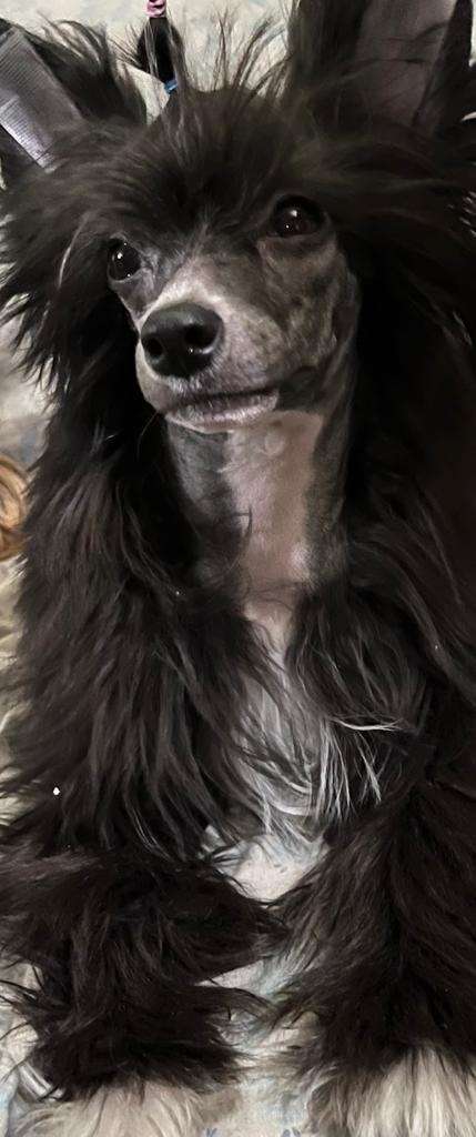 Magnus Staff Jackson Five