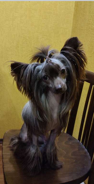 Infanta Angelica Furswood