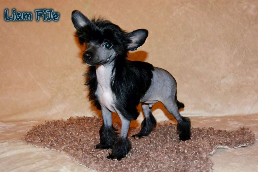 Liam FiJe of Purple Rain