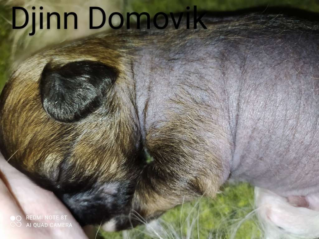 Djinn Domovik Haneli Nice