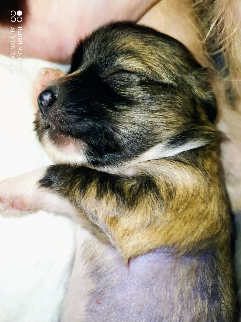 Domita Drude Haneli Nice