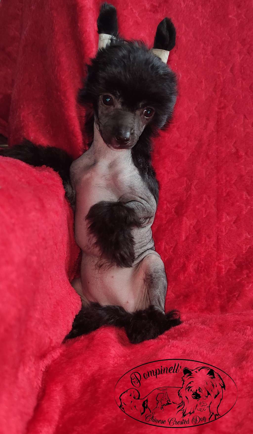 Harmony Pippa Pompinell'