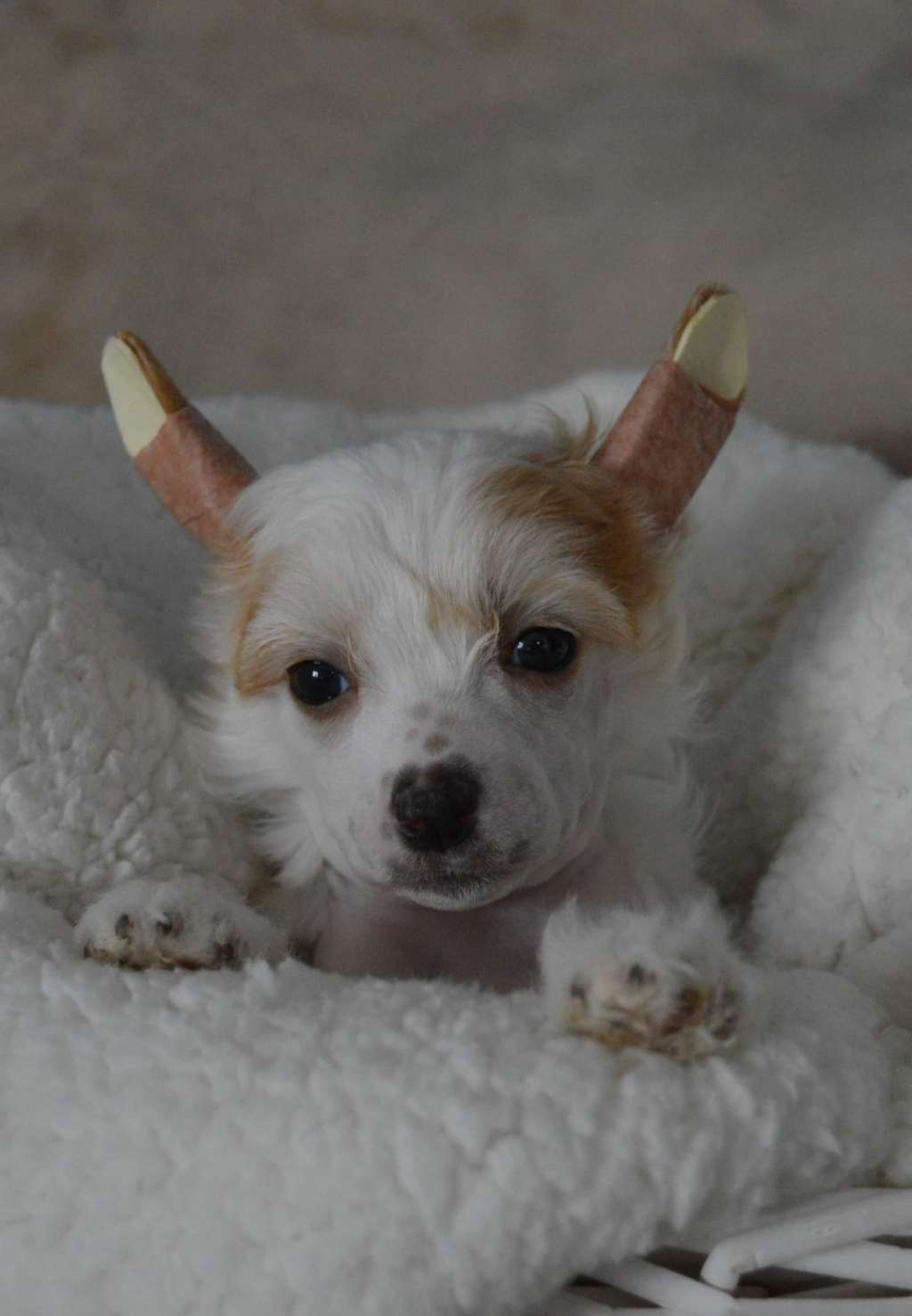 Magnus Staff Lady GaGa