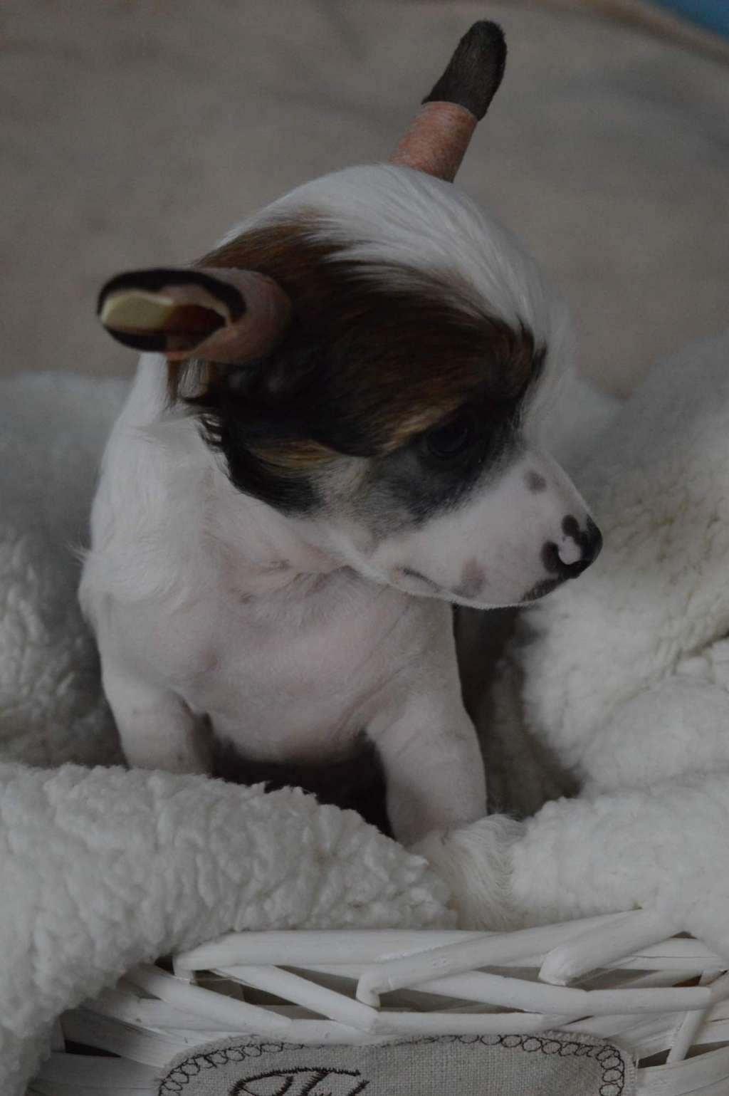 Magnus Staff Limit is infinity