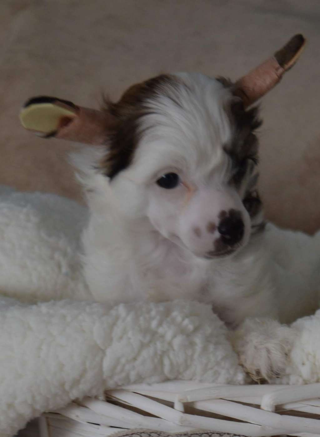 Magnus Staff Lips of an angel