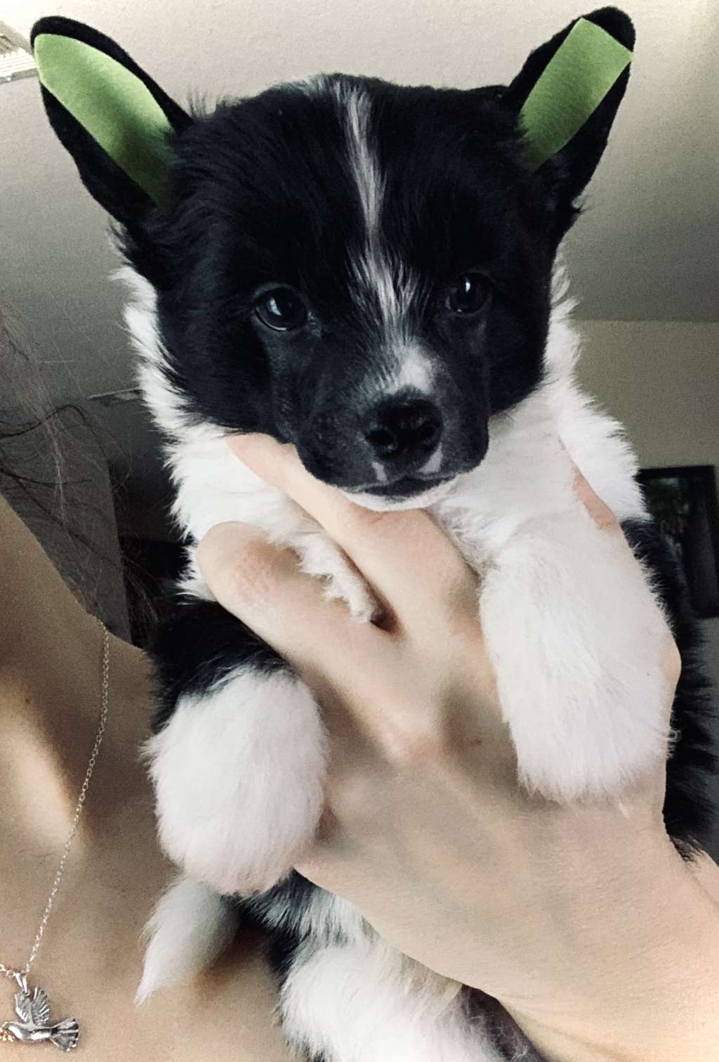 Gracieux Chili Relleno