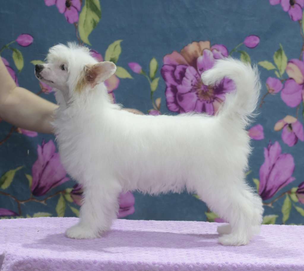 HitLine Ltd Pina Colada