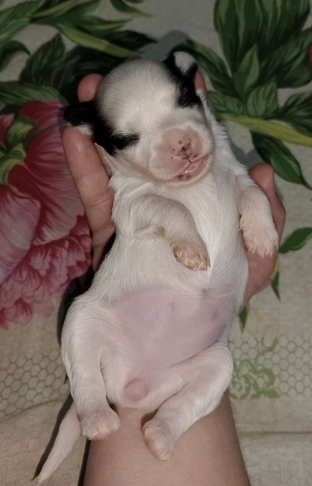 Ilatani Style Northern Lights