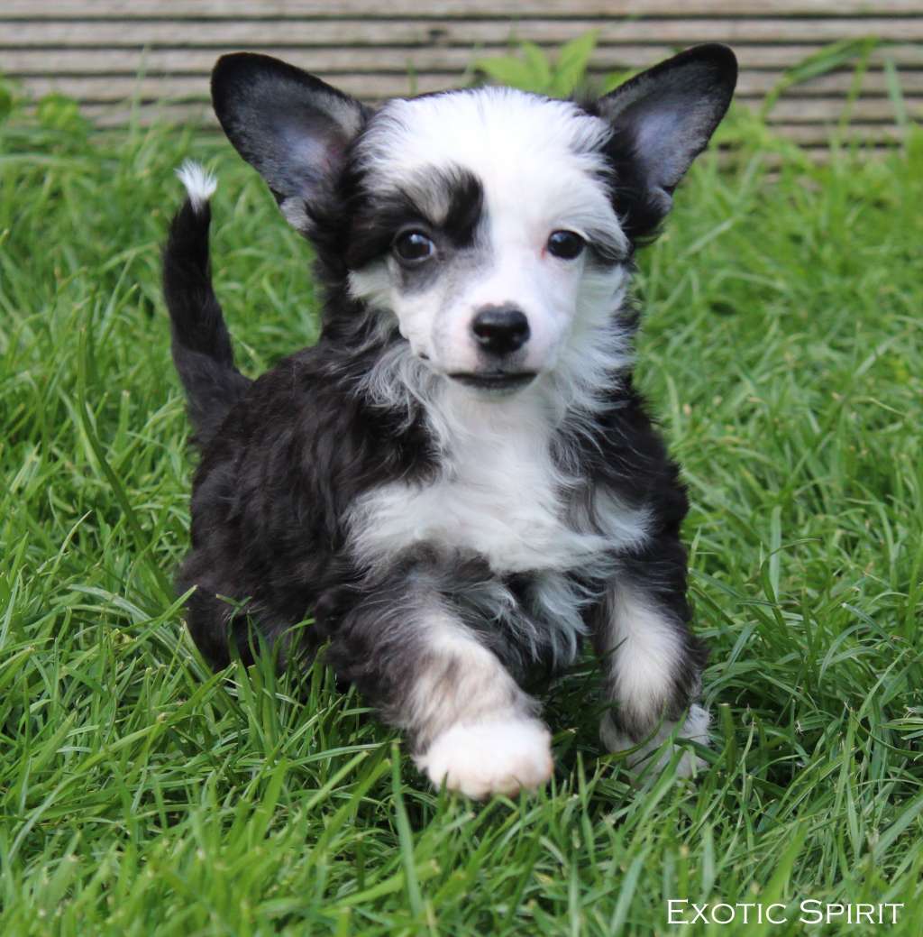 Exotic Spirit Typical Beauty