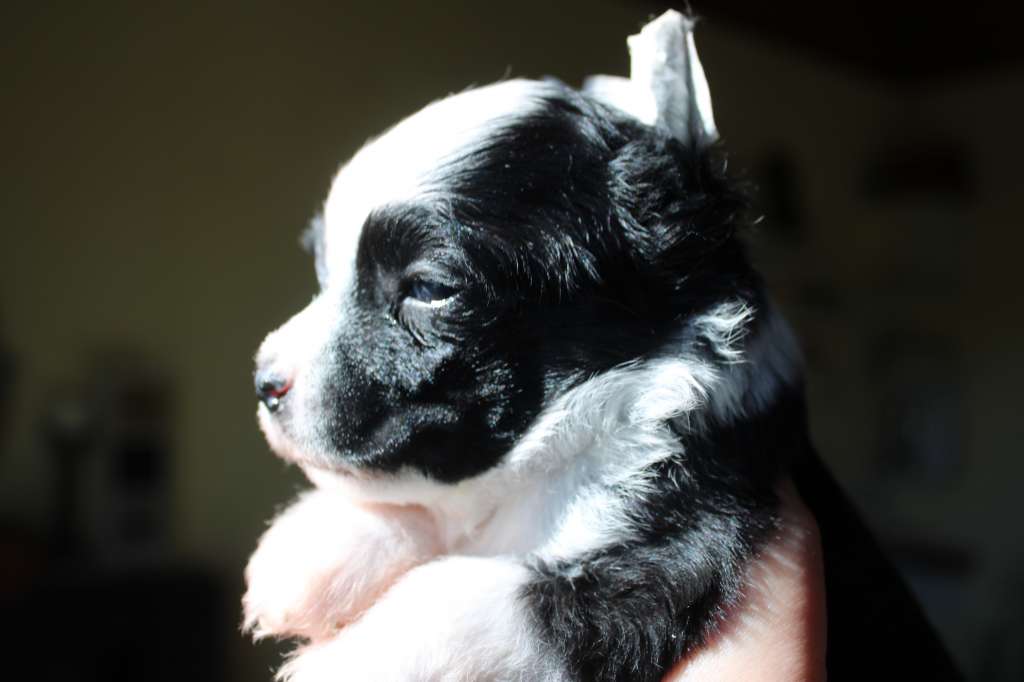 Tokyo des Trésors des Petites Collines