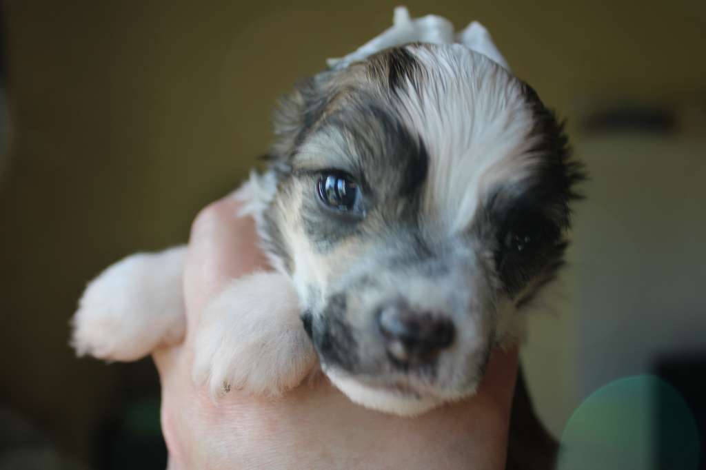 Tam Tam des Trésors des Petites Collines