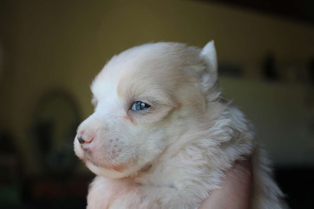 Teddy des Trésors des Petites Collines