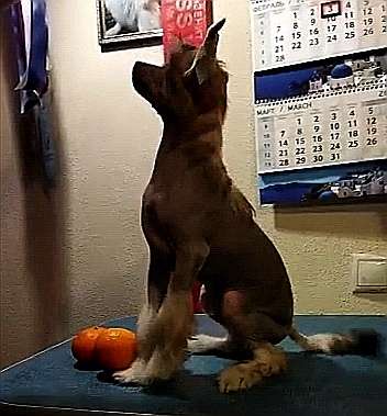 Indiyskiy samozvet iz Chudnoy doliny