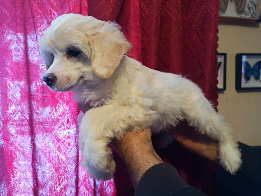 Izumitelnaya krasotka iz Chudnoy Doliny