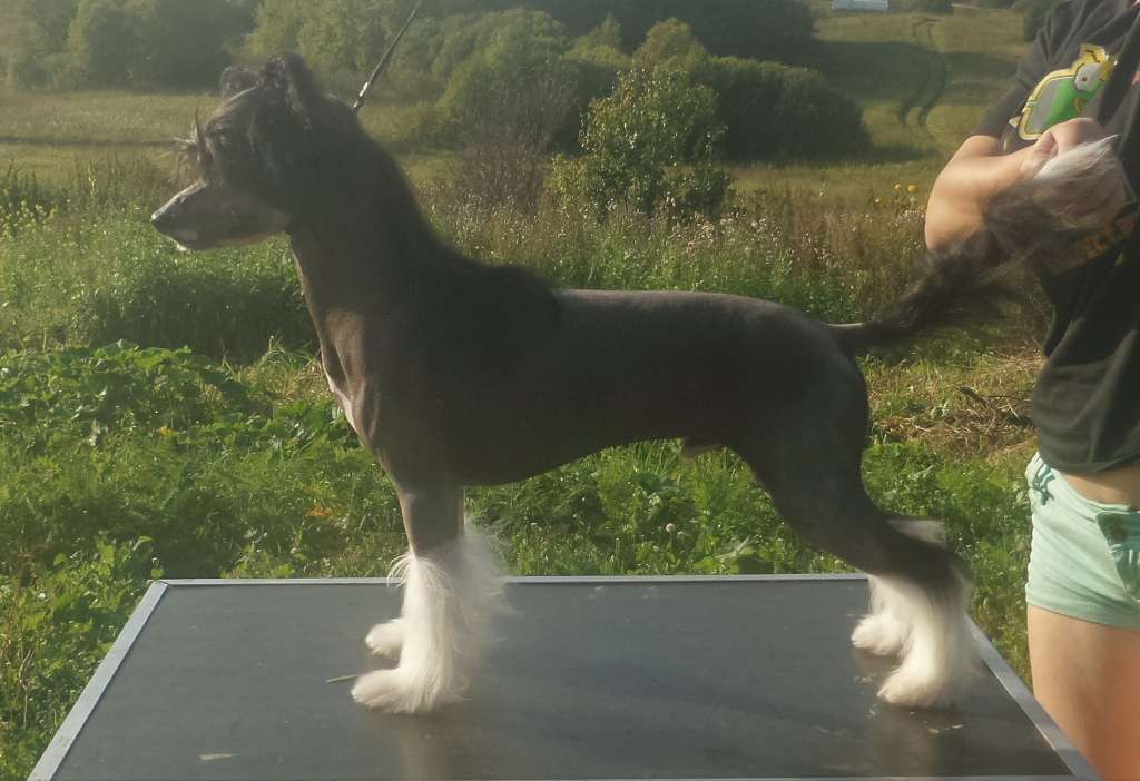 Miniatura Club Nargiz