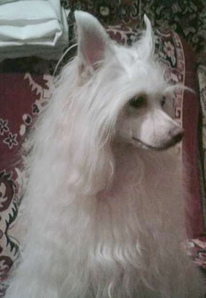 Ins Lucky Star Kanasta Krim