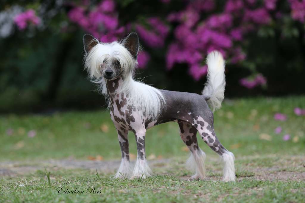 Eashik Kwan Yuri Chow Joy