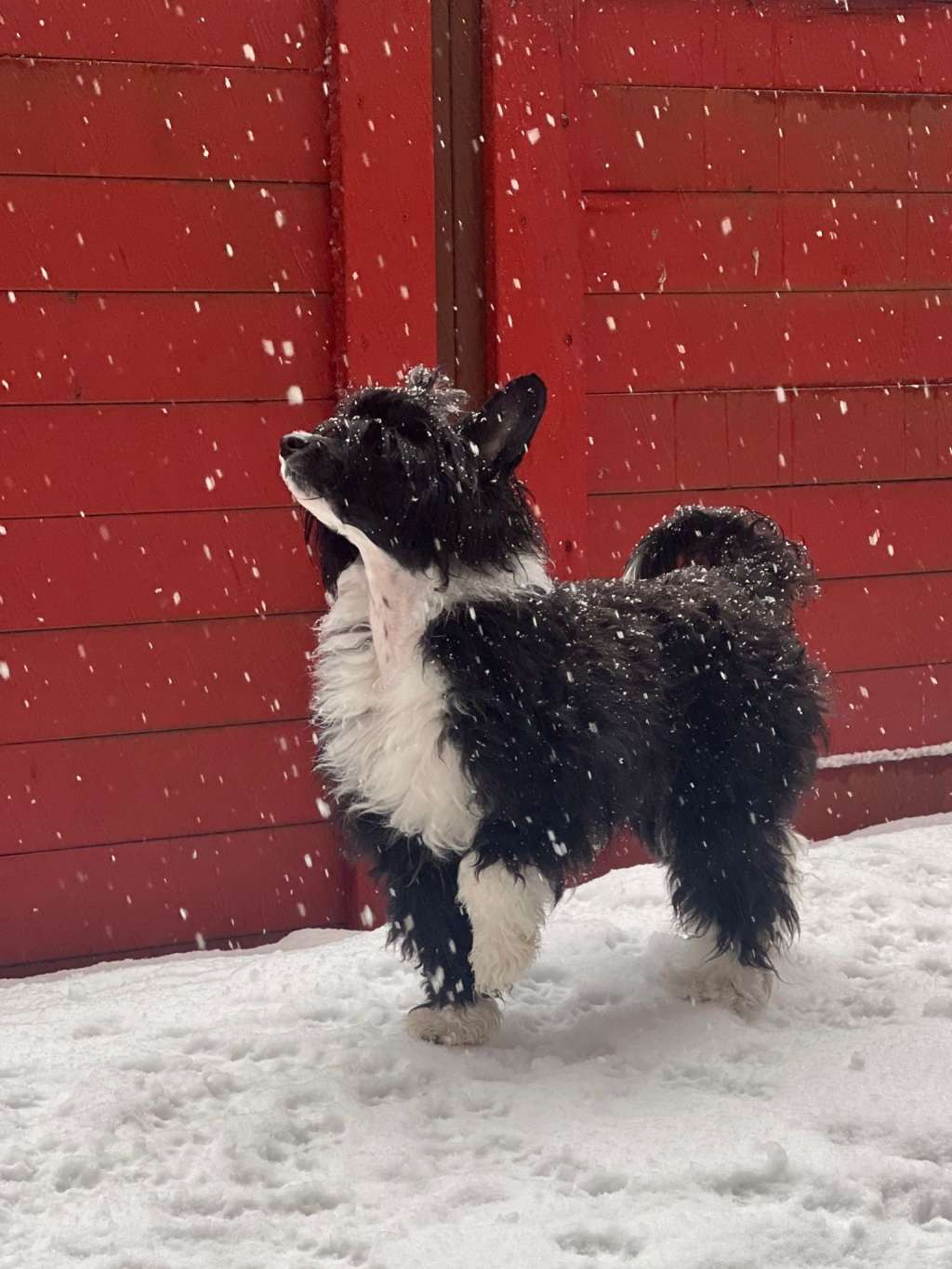 Finhani Cup of Winter wonder