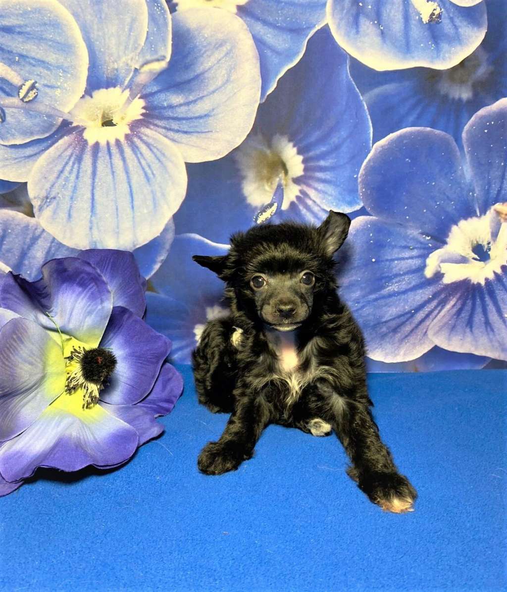 Charuyuschiy Soblazn Daryl Arabian Nights