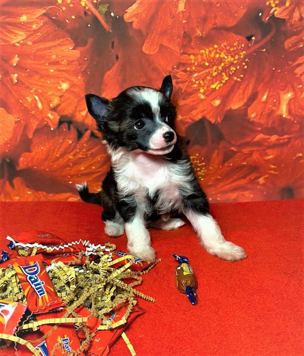 Charuyuschiy Soblazn Délice de Vie