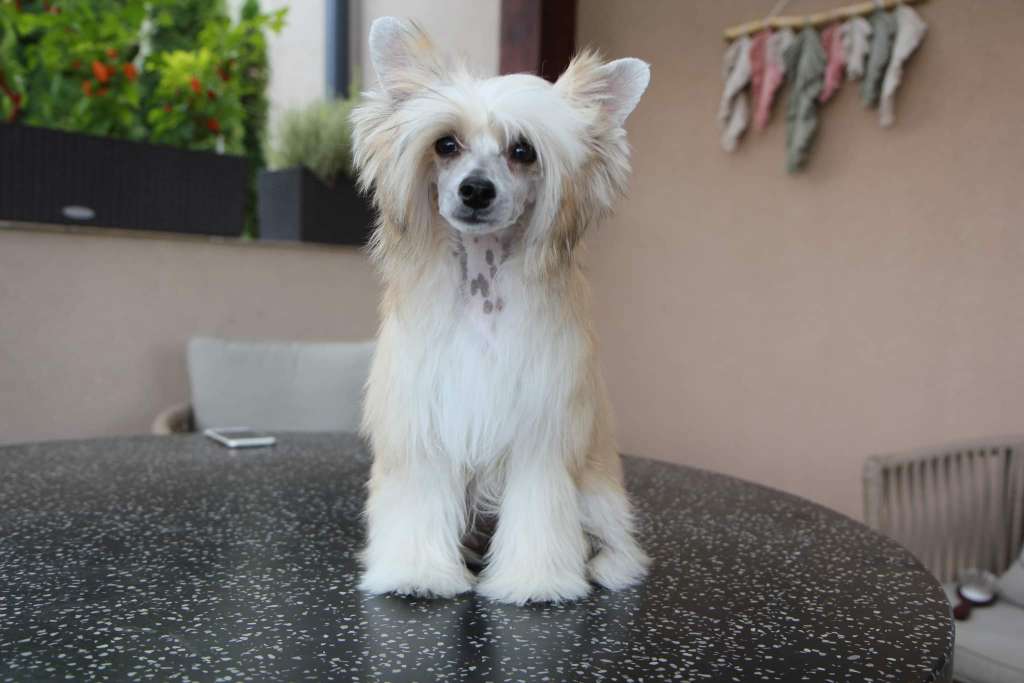 Issabell Itll z Jaromerskeho panství