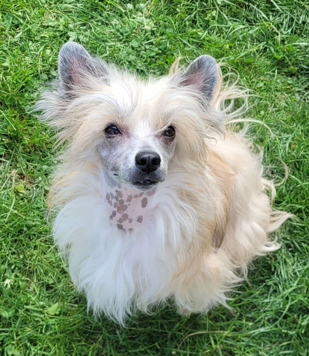 Issis  Incroyable z Jaromerského panství