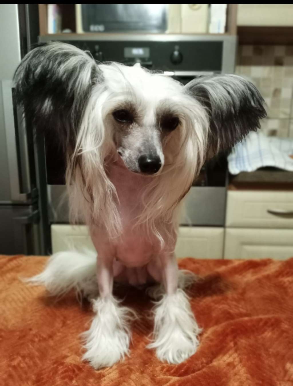 Izzy Ice z Jaromerského panství