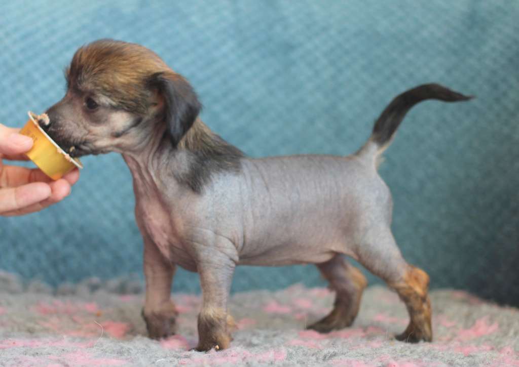 Artic Flyer's Hardrock Hallelujah