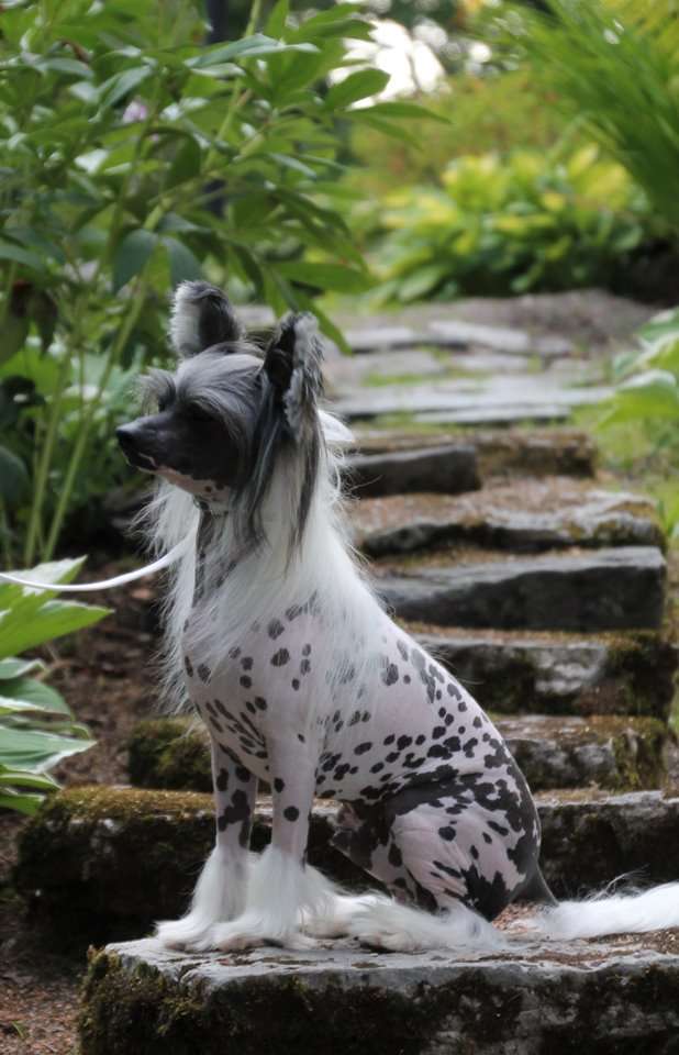 Chinese Flowers Equalizer