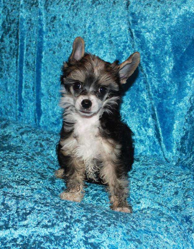 Chinese Flowers Endless Love