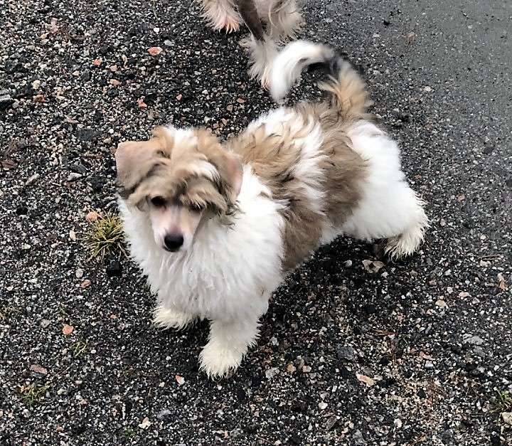 Chinese Flowers Enchanted Prince