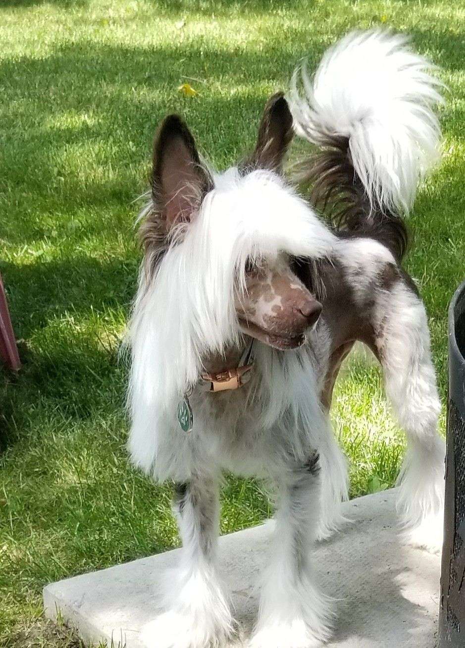 Dazzle Bright Winters Star