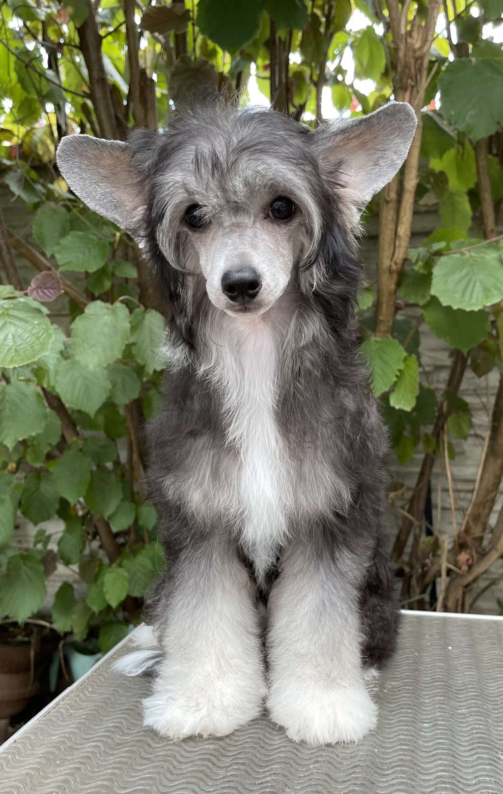 Roxelana Diamond of the Night