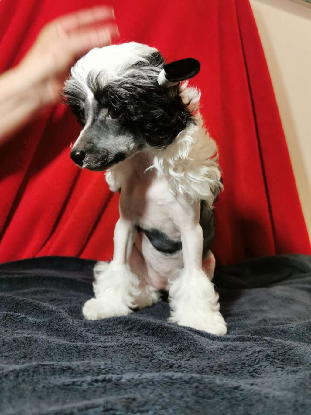 Arleta TAY Heavenly tail