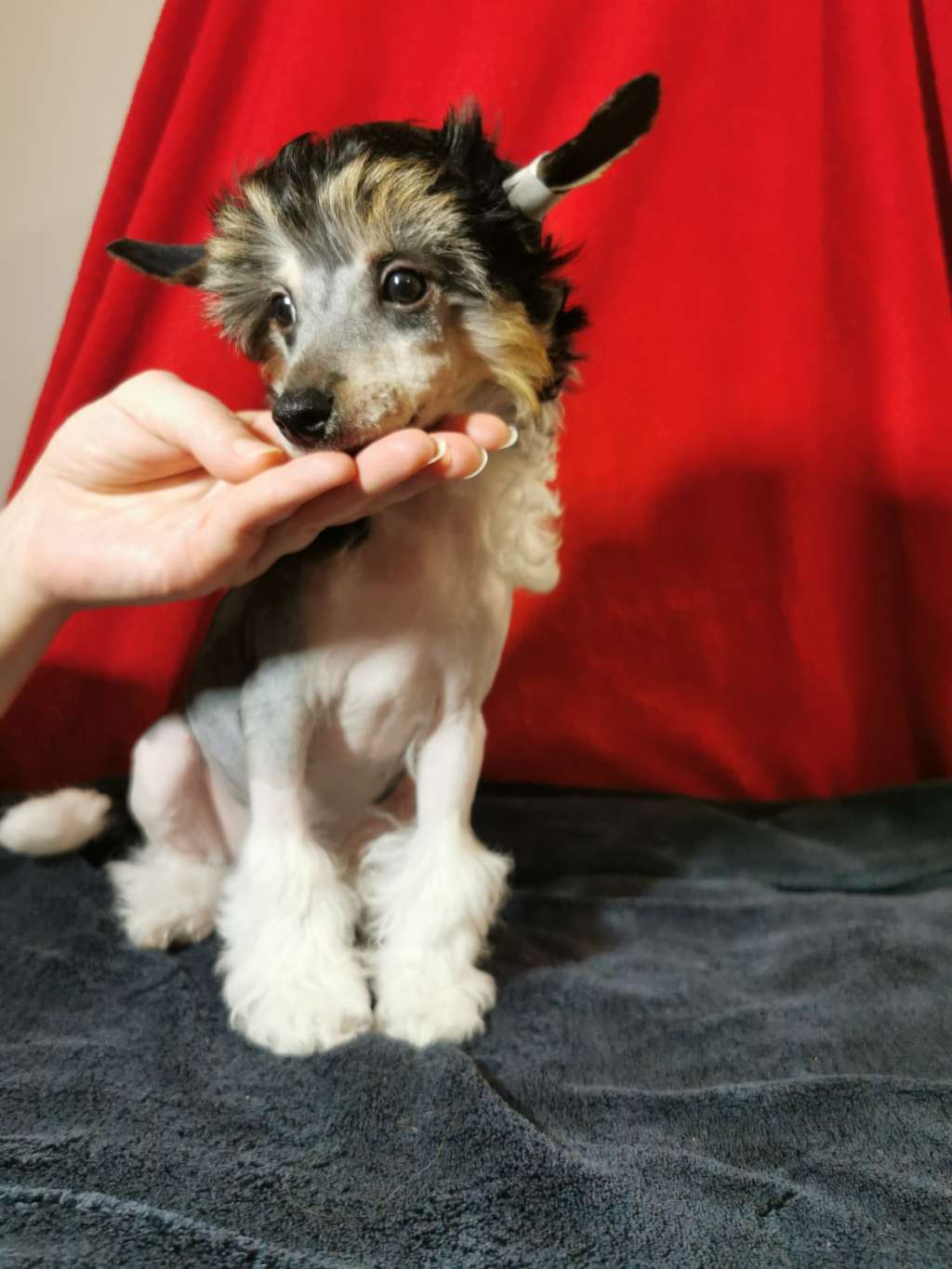 Apollo Heavenly tail