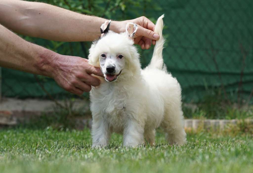 View To a Kill Heybett