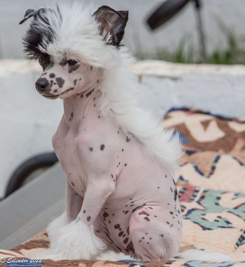 Zelendaya Chiquitita