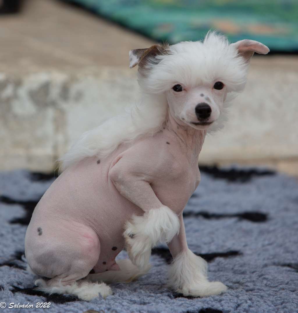 Zelendaya Can't help falling in love