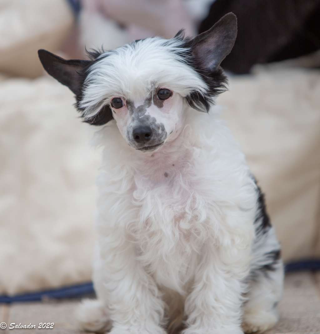 Zelendaya Chains of love